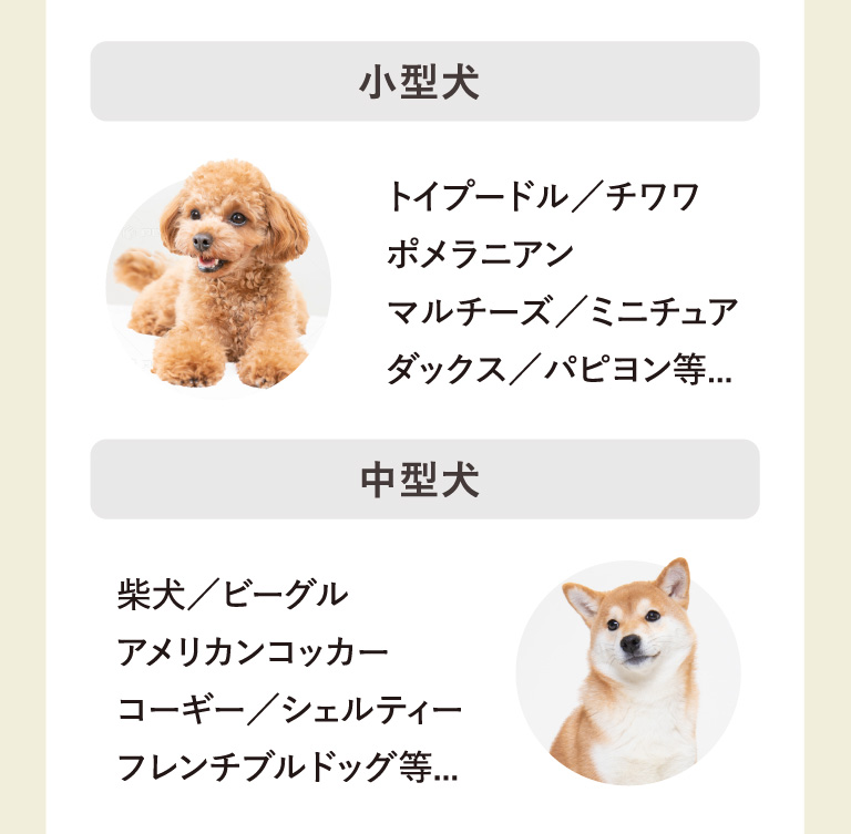 小型犬：トイプードル／チワワ/ポメラニアン/マルチーズ／ミニチュアダックス／パピヨン等... 中型犬:柴犬／ビーグル/アメリカンコッカー/コーギー／シェルティー/フレンチブルドッグ等...